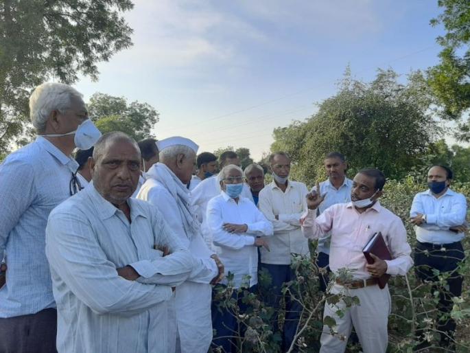 Loss of farmers due to leakage of cotton bond | राशीच्या कपाशीची बोण्ड गळती शेतकऱ्यांचे नुकसान Loss of farmers due to leakage of cotton bond | राशीच्या कपाशीची बोण्ड गळती शेतकऱ्यांचे नुकसान