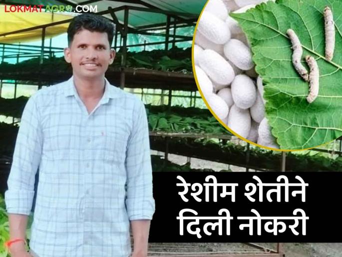 Sericulture Success Story: Mahesh found a job in sericulture breaking traditional agriculture  | Sericulture Success Story : पारंपरिक शेतीला फाटा देत महेशने शोधली रेशीम शेतीतून नोकरी Sericulture Success Story: Mahesh found a job in sericulture breaking traditional agriculture  | Sericulture Success Story : पारंपरिक शेतीला फाटा देत महेशने शोधली रेशीम शेतीतून नोकरी