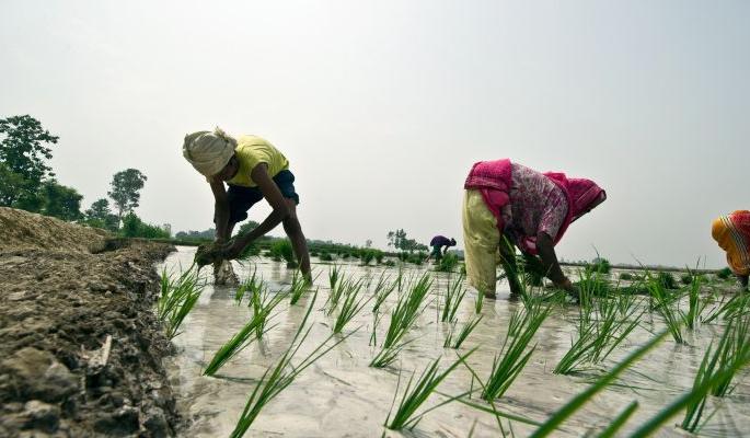 ‘No tension’ of sowing to farmers; Sow cotton and soybeans till July 16! | शेतकऱ्यांनाे पेरणीचे ‘नाे टेन्शन’; कापूस, साेयाबीन पेरणी १६ जुलैपर्यंत करा!