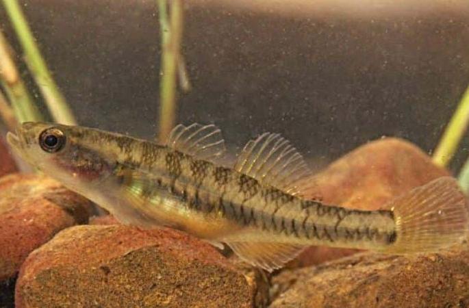 Addition of 126 new species of animals in the country; Plants 33 | देशात प्राण्यांच्या १२६ नव्या प्रजातींची भर; वनस्पती ३३ Addition of 126 new species of animals in the country; Plants 33 | देशात प्राण्यांच्या १२६ नव्या प्रजातींची भर; वनस्पती ३३