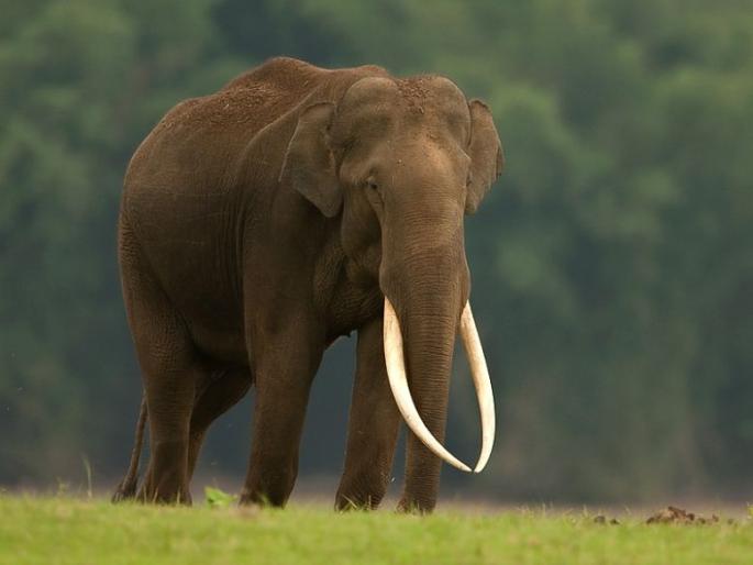 Radha-Krishna Trust's intervention application on elephant relocation in Gadchiroli | गडचिरोलीतील हत्ती स्थानांतरणावर राधा-कृष्ण ट्रस्टचा हस्तक्षेप अर्ज Radha-Krishna Trust's intervention application on elephant relocation in Gadchiroli | गडचिरोलीतील हत्ती स्थानांतरणावर राधा-कृष्ण ट्रस्टचा हस्तक्षेप अर्ज