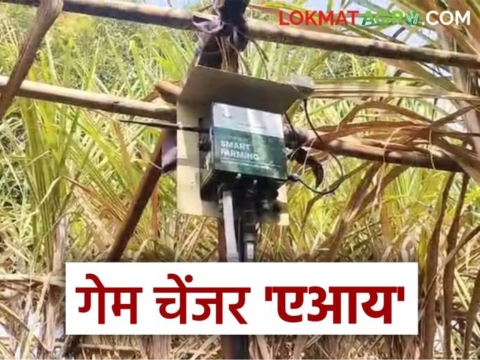 AI will increase farmers' production; Read what is AI farming of sugarcane | एआय करणार शेतकऱ्यांच्या उत्पन्नात वाढ; वाचा काय आहे उसाची एआय शेती