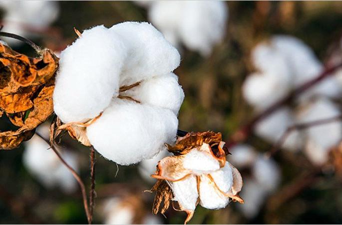 For cotton growers, 'no tension' despite low rainfall in first phase | कापूस उत्पादकांनाे, पहिल्या टप्प्यात पाऊस कमी झाला तरी ‘नो टेन्शन’ For cotton growers, 'no tension' despite low rainfall in first phase | कापूस उत्पादकांनाे, पहिल्या टप्प्यात पाऊस कमी झाला तरी ‘नो टेन्शन’