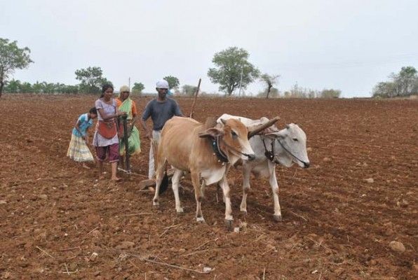 Raindrops; 62% less rainfall in Vidarbha | पावसाची दडी; विदर्भात ६२ टक्के कमी पाऊस Raindrops; 62% less rainfall in Vidarbha | पावसाची दडी; विदर्भात ६२ टक्के कमी पाऊस