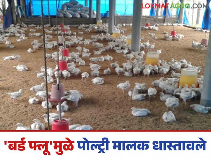 Poultry farm owners panicked due to bird flu incident in Udgira; Read what exactly is the matter | उदगिरातील बर्ड फ्लूच्या घटनेमुळे पोल्ट्रीफार्म मालक धास्तावले; वाचा नेमके काय आहे प्रकरण