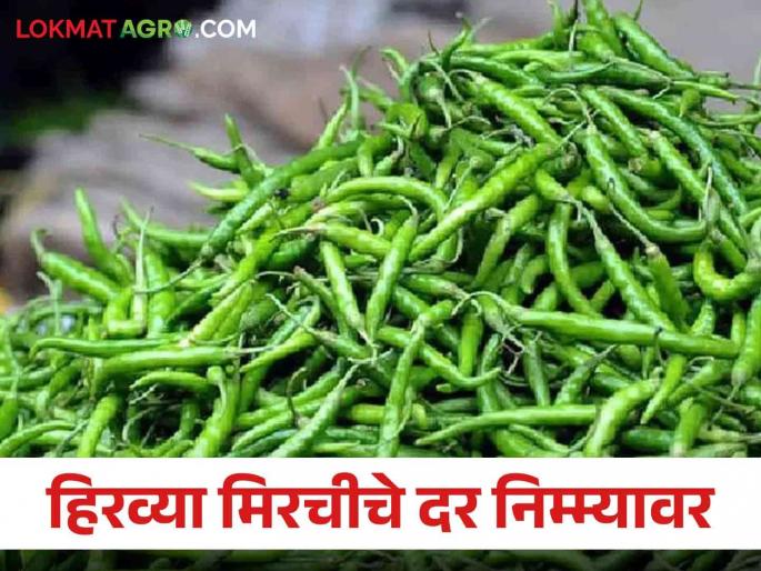 Green Chilli Market Prices of green chillies have halved due to increase in market; Farmers in financial trouble | Green Chilli Market बाजारात आवक वाढल्याने हिरव्या मिरचीचे दर आले निम्म्यावर; शेतकरी आर्थिक अडचणीत