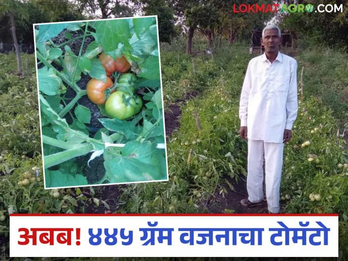 Inspirational feat of a 73 year old farmer from Vidarbha; 445 gram tomato grown in organic farming | विदर्भाच्या ७३ वर्षीय शेतकऱ्याची प्रेरणादायी कामगिरी; सेंद्रिय शेतीत पिकविला ४४५ ग्रॅम वजनाचा टोमॅटो Inspirational feat of a 73 year old farmer from Vidarbha; 445 gram tomato grown in organic farming | विदर्भाच्या ७३ वर्षीय शेतकऱ्याची प्रेरणादायी कामगिरी; सेंद्रिय शेतीत पिकविला ४४५ ग्रॅम वजनाचा टोमॅटो