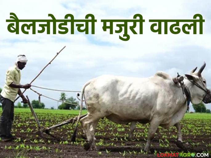Farm expenses will increase; Daily wage of bullock cart increased | शेतशिवारातील खर्चात होणार वाढ; बैलजोडीची रोजंदारी वाढली Farm expenses will increase; Daily wage of bullock cart increased | शेतशिवारातील खर्चात होणार वाढ; बैलजोडीची रोजंदारी वाढली