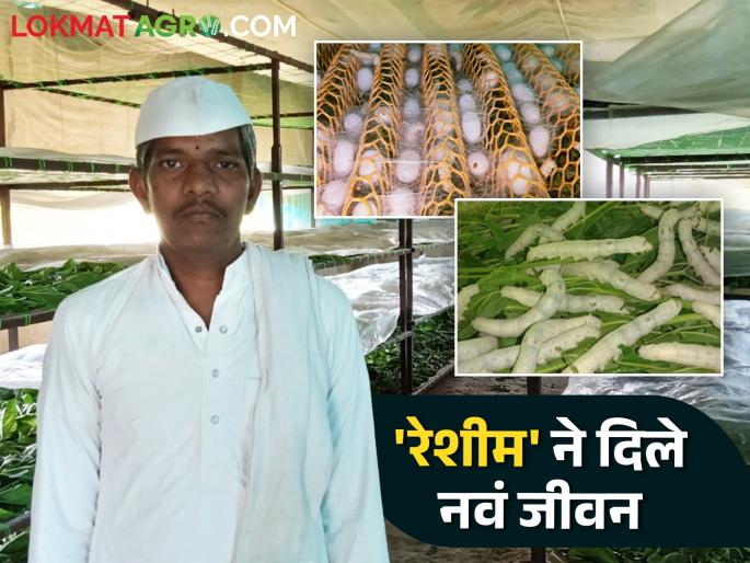 Sericulture Success Story : New life given to sericulture; Farmers of Marathwada say that silk is a divine blessing | Sericulture Success Story : रेशीम शेतीने दिले नवे जीवन; मराठवाड्याचा शेतकरी म्हणतोय रेशीम दैवी वरदान Sericulture Success Story : New life given to sericulture; Farmers of Marathwada say that silk is a divine blessing | Sericulture Success Story : रेशीम शेतीने दिले नवे जीवन; मराठवाड्याचा शेतकरी म्हणतोय रेशीम दैवी वरदान