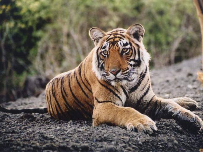 Tiger hunting in Pench; 3 suspects in custody | पेंचमध्ये वाघाची शिकार; ३ संशयित ताब्यात Tiger hunting in Pench; 3 suspects in custody | पेंचमध्ये वाघाची शिकार; ३ संशयित ताब्यात