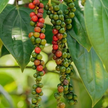 Successful experiment of black pepper cultivation in Gondia district | गोंदिया जिल्ह्यात काळी मिरी लागवडीचा प्रयोग यशस्वी Successful experiment of black pepper cultivation in Gondia district | गोंदिया जिल्ह्यात काळी मिरी लागवडीचा प्रयोग यशस्वी