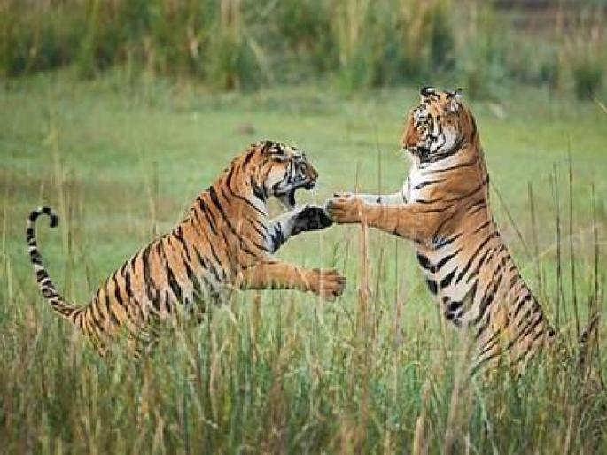 Bajrang also played Chhota Matakashi along with Rudra, Kankazri, Mowgli | बजरंगने रुद्रा, कंकझरी, मोगलीसह छोटा मटकाशीही घेतला होता पंगा Bajrang also played Chhota Matakashi along with Rudra, Kankazri, Mowgli | बजरंगने रुद्रा, कंकझरी, मोगलीसह छोटा मटकाशीही घेतला होता पंगा