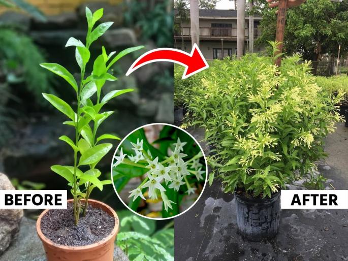 how to grow raat rani plant, 3 tricks to get maximum flowers from night bloomimg jasmine or raat rani plant? | पावसाळ्यात रातराणीला बहर येण्यासाठी करा ३ गोष्टी! मंद-धुंद सुगंधाने भरुन जाईल घर