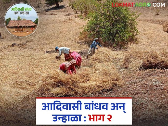 Latest News Raab Bhajani How do tribal bandhav make Bhujani for rice and nagli | Agriculture News : राब भाजणी म्हणजे काय? आदिवासी बांधव भात, नागलीसाठी भुजणी कशी करतात?  Latest News Raab Bhajani How do tribal bandhav make Bhujani for rice and nagli | Agriculture News : राब भाजणी म्हणजे काय? आदिवासी बांधव भात, नागलीसाठी भुजणी कशी करतात?
