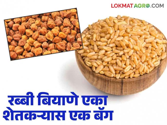 Rabbi biyane : register online for rabbi; Get subsidized seeds  | Rabi biyane : रब्बीहंगामासाठी ऑनलाइन नोंदणी करा; अनुदानित बियाणे मिळवा 