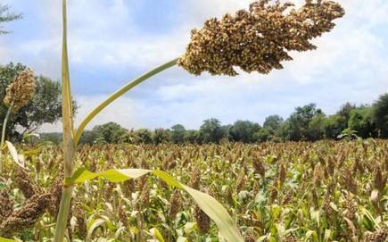 Rabbi crops only 60% of the area | राज्यात केवळ ६० टक्के क्षेत्रावर रब्बी पिके Rabbi crops only 60% of the area | राज्यात केवळ ६० टक्के क्षेत्रावर रब्बी पिके