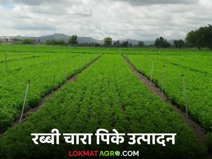 Latest News Rabbi Season Crops These fodder crops will be profitable in Rabi season, know in detail  | Rabbi Fodder Crop : रब्बी हंगामात 'ही' चारा पिके ठरतील फायदेशीर, जाणून घ्या सविस्तर 
