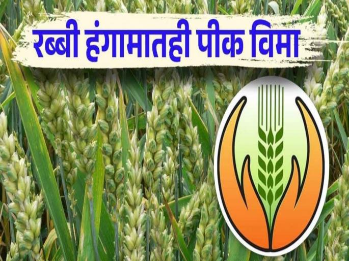 pune news three and a half lakh applications for participation in Rabi Crop Insurance Scheme | रब्बी पीक विमा योजनेत सहभागासाठी सव्वातीन लाख अर्ज