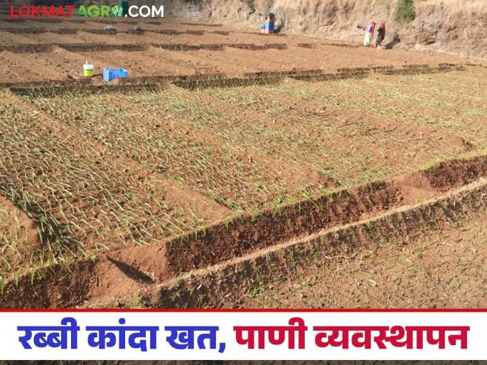 Latest News Rabbi Kanda Management How do you water and fertilize rabbi onions Read in detail  | Rabbi Kanda : रब्बी कांद्यासाठी पाण्याच्या पाळ्या आणि खत कसे द्याल? वाचा सविस्तर  Latest News Rabbi Kanda Management How do you water and fertilize rabbi onions Read in detail  | Rabbi Kanda : रब्बी कांद्यासाठी पाण्याच्या पाळ्या आणि खत कसे द्याल? वाचा सविस्तर
