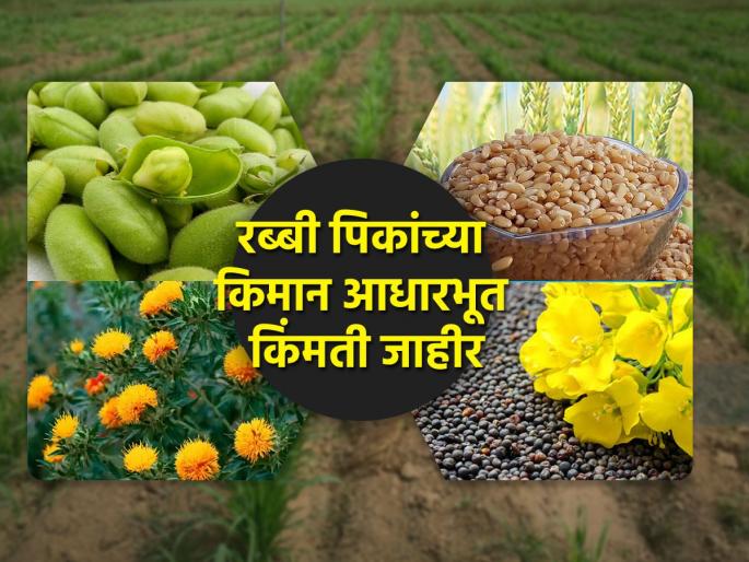 Union Cabinet approves minimum support price for rabi crops | रब्बी पिकांसाठी किमान आधारभूत किमतीला केंद्रीय मंत्रिमंडळाची मंजुरी Union Cabinet approves minimum support price for rabi crops | रब्बी पिकांसाठी किमान आधारभूत किमतीला केंद्रीय मंत्रिमंडळाची मंजुरी