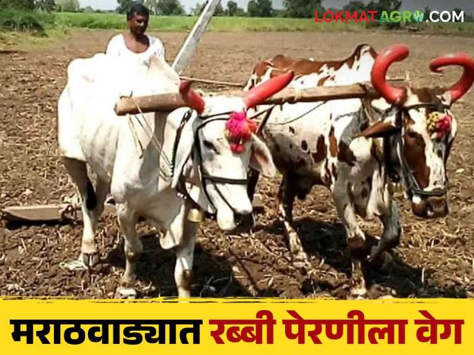 Rabi Season 2024: Sowing of rabi crops on so many hectares in Chhatrapati Sambhajinagar Division; Sowing is highest in these districts | Rabi Season 2024: छत्रपती संभाजीनगर विभागात इतके हेक्टरवर रब्बी पिकांची पेरणी ; या जिल्ह्यांत पेरणी सर्वाधिक Rabi Season 2024: Sowing of rabi crops on so many hectares in Chhatrapati Sambhajinagar Division; Sowing is highest in these districts | Rabi Season 2024: छत्रपती संभाजीनगर विभागात इतके हेक्टरवर रब्बी पिकांची पेरणी ; या जिल्ह्यांत पेरणी सर्वाधिक