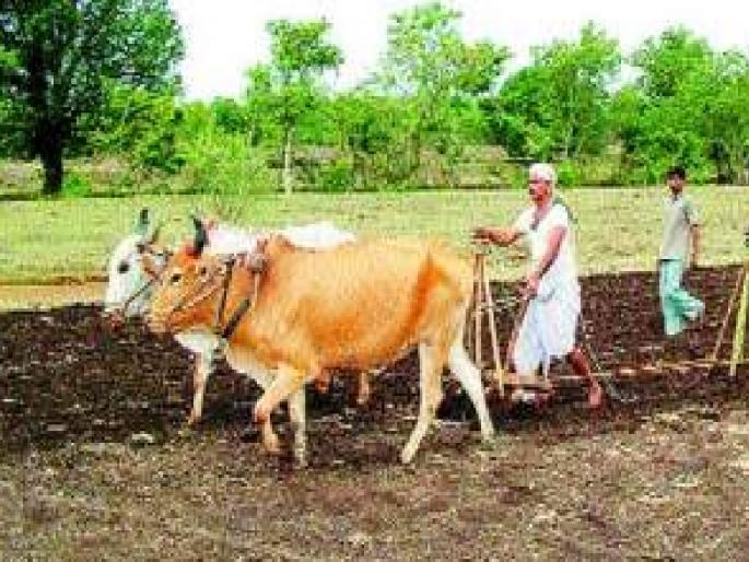 Drought on Rabi season; Planted on half a lakh hectares in Satara | रब्बीवर दुष्काळाचे सावट; साताऱ्यात सव्वा लाख हेक्टरवर पेर, पेरणी किती..जाणून घ्या Drought on Rabi season; Planted on half a lakh hectares in Satara | रब्बीवर दुष्काळाचे सावट; साताऱ्यात सव्वा लाख हेक्टरवर पेर, पेरणी किती..जाणून घ्या