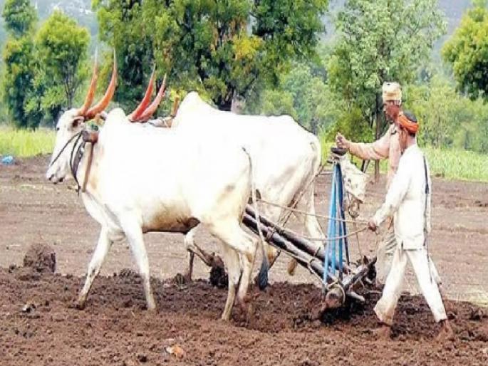 40 thousand hectares area is uncultivated In Satara district | दुष्काळाचा फटका; सातारा जिल्ह्यात ४० हजार हेक्टर क्षेत्र पेरणीविना 40 thousand hectares area is uncultivated In Satara district | दुष्काळाचा फटका; सातारा जिल्ह्यात ४० हजार हेक्टर क्षेत्र पेरणीविना