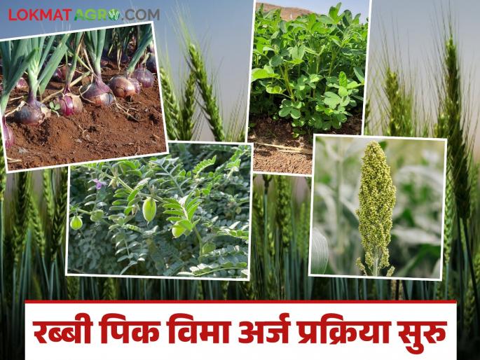 The process of applying for insurance for these six crops of the Rabi season has begun; Know the details | रब्बी हंगामातील 'या' सहा पिकांसाठी विमा अर्ज करण्याची प्रक्रिया सुरु; जाणून घ्या सविस्तर The process of applying for insurance for these six crops of the Rabi season has begun; Know the details | रब्बी हंगामातील 'या' सहा पिकांसाठी विमा अर्ज करण्याची प्रक्रिया सुरु; जाणून घ्या सविस्तर