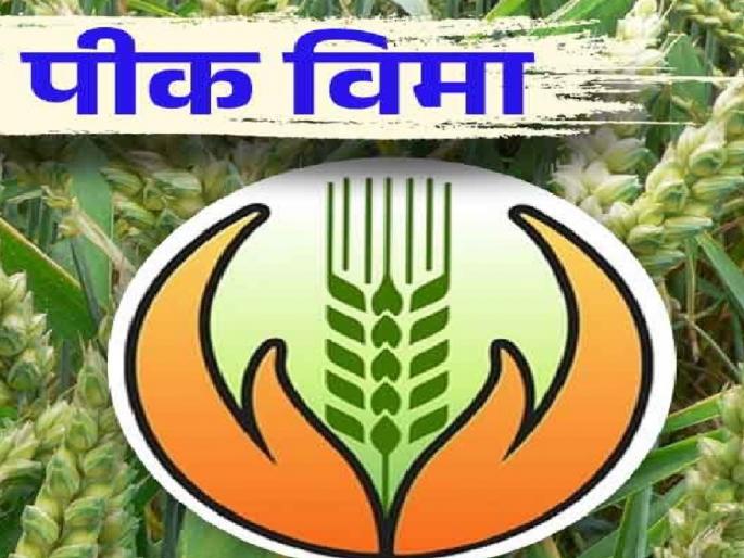 63 thousand farmers of Satara district filled Rabi crop insurance application | सातारा जिल्ह्यातील ६३ हजार शेतकऱ्यांना रब्बी पिकाची काळजी, कोणत्या तालुक्यातून सर्वाधिक उतरविला विमा.. वाचा  63 thousand farmers of Satara district filled Rabi crop insurance application | सातारा जिल्ह्यातील ६३ हजार शेतकऱ्यांना रब्बी पिकाची काळजी, कोणत्या तालुक्यातून सर्वाधिक उतरविला विमा.. वाचा