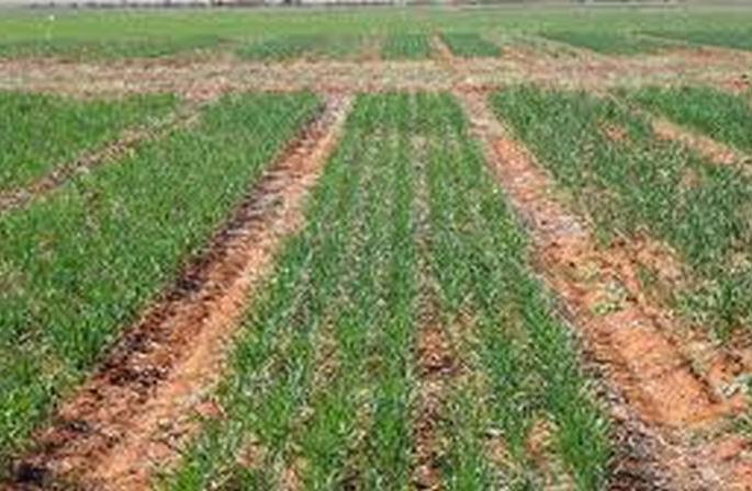 Rabbi season a month ahead! | रब्बीचा हंगाम एक महिना पुढे!