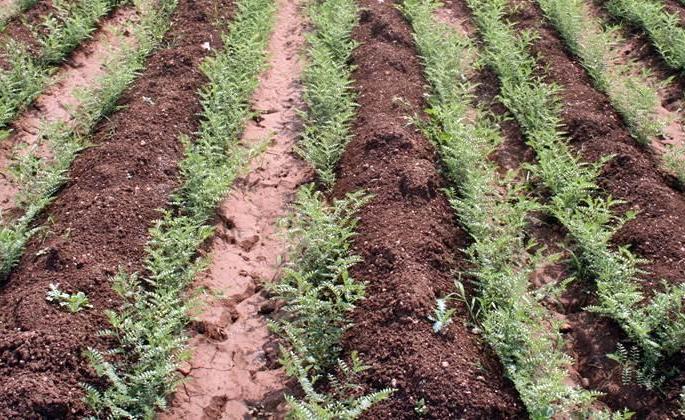Rabbi sowing at 6.5 thousand hectare in Washim district in October | वाशिम जिल्ह्यात आॅक्टोबर अखेर ६.५ हजार हेक्टरवर रब्बी पेरणी Rabbi sowing at 6.5 thousand hectare in Washim district in October | वाशिम जिल्ह्यात आॅक्टोबर अखेर ६.५ हजार हेक्टरवर रब्बी पेरणी