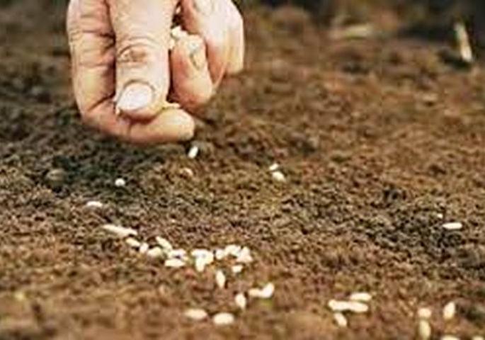 Rabbi sowing will be 6 lakh hectares in Warhada! | वऱ्हाडात ६ लाख हेक्टर होणार रब्बीची पेरणी! Rabbi sowing will be 6 lakh hectares in Warhada! | वऱ्हाडात ६ लाख हेक्टर होणार रब्बीची पेरणी!