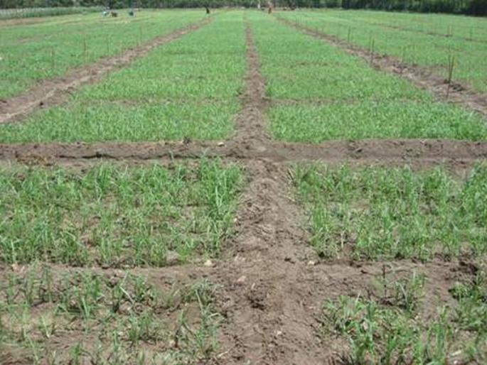 Rabbi sowing will increase this year! | यावर्षी रब्बीचा पेरा वाढणार! Rabbi sowing will increase this year! | यावर्षी रब्बीचा पेरा वाढणार!