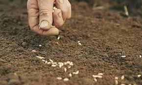 Rabbi sowing in 45% area in Varhad region | वऱ्हाडात ४५ टक्के क्षेत्रावर रब्बी पेरणी Rabbi sowing in 45% area in Varhad region | वऱ्हाडात ४५ टक्के क्षेत्रावर रब्बी पेरणी