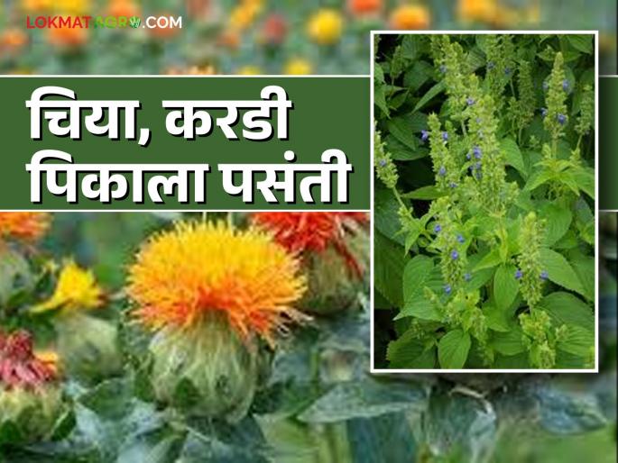 Rabi Crop Season: Read in detail which crops farmers will prefer during Rabi season | Rabi Crop Season : रब्बी हंगामात शेतकरी कोणत्या पिकांना देणार पसंती वाचा सविस्तर Rabi Crop Season: Read in detail which crops farmers will prefer during Rabi season | Rabi Crop Season : रब्बी हंगामात शेतकरी कोणत्या पिकांना देणार पसंती वाचा सविस्तर