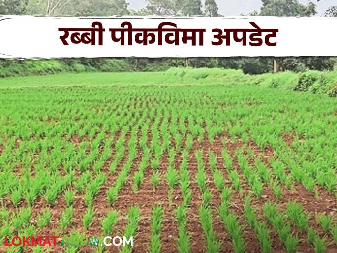 Latest News Rabi Pik Vima three lakh farmers in Nashik district have taken out Rabi crop insurance, read in detail | Rabbi Pik Vima : नाशिक जिल्ह्यातील 'इतक्या' शेतकऱ्यांनी काढला रब्बीचा पीकविमा, वाचा सविस्तर Latest News Rabi Pik Vima three lakh farmers in Nashik district have taken out Rabi crop insurance, read in detail | Rabbi Pik Vima : नाशिक जिल्ह्यातील 'इतक्या' शेतकऱ्यांनी काढला रब्बीचा पीकविमा, वाचा सविस्तर