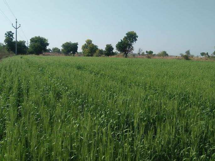 Increasing area of Rabbi in Washim district | वाशिम जिल्ह्यात रब्बीच्या क्षेत्रात वाढ Increasing area of Rabbi in Washim district | वाशिम जिल्ह्यात रब्बीच्या क्षेत्रात वाढ