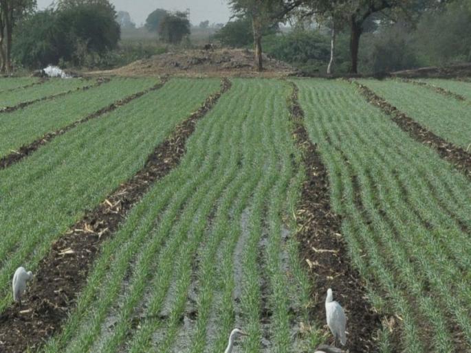 Due to drought conditions, only 40% of the saplings are completed in Nandurbar district | दुष्काळी स्थितीमुळे नंदुरबार जिल्ह्यात केवळ 40 टक्के पेरण्या झाल्या पूर्ण Due to drought conditions, only 40% of the saplings are completed in Nandurbar district | दुष्काळी स्थितीमुळे नंदुरबार जिल्ह्यात केवळ 40 टक्के पेरण्या झाल्या पूर्ण