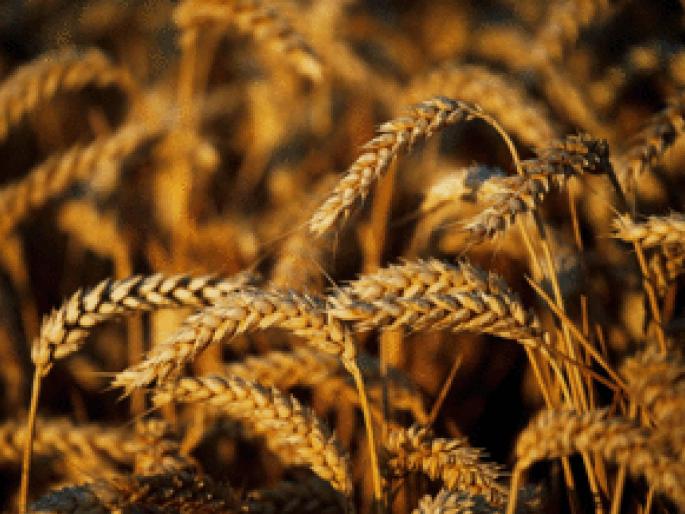 Over 1.8 million applications for rabi crops; No application from Thane, Palghar district | रब्बी पिकांसाठी १८ लाखांहून अधिक अर्ज; ठाणे, पालघर जिल्ह्यातून अर्ज नाही Over 1.8 million applications for rabi crops; No application from Thane, Palghar district | रब्बी पिकांसाठी १८ लाखांहून अधिक अर्ज; ठाणे, पालघर जिल्ह्यातून अर्ज नाही