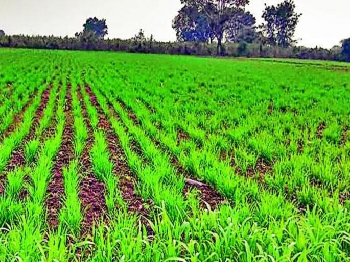 Increasing cold spell is beneficial for Rabi season crops | वाढती थंडी रब्बी हंगामातील पिकांसाठी ठरते पोषक  Increasing cold spell is beneficial for Rabi season crops | वाढती थंडी रब्बी हंगामातील पिकांसाठी ठरते पोषक