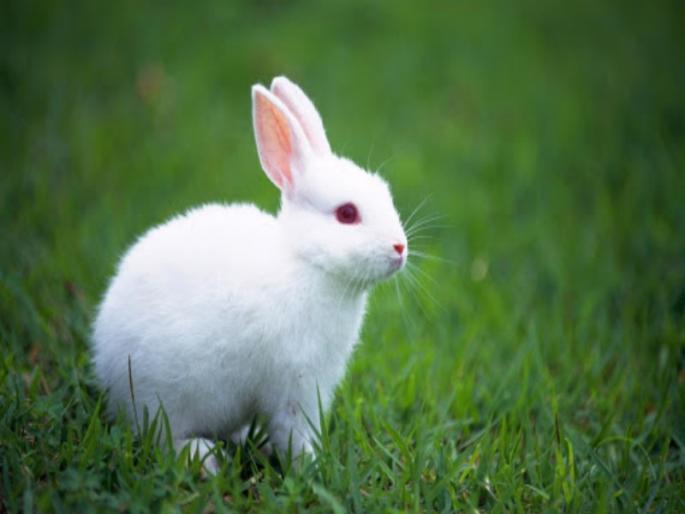 Two college youths arrested for rabbit hunting in Baramati taluka | बारामती तालुक्यात सशाची शिकार केल्याप्रकरणी दोन महाविद्यालयीन युवकांना अटक Two college youths arrested for rabbit hunting in Baramati taluka | बारामती तालुक्यात सशाची शिकार केल्याप्रकरणी दोन महाविद्यालयीन युवकांना अटक