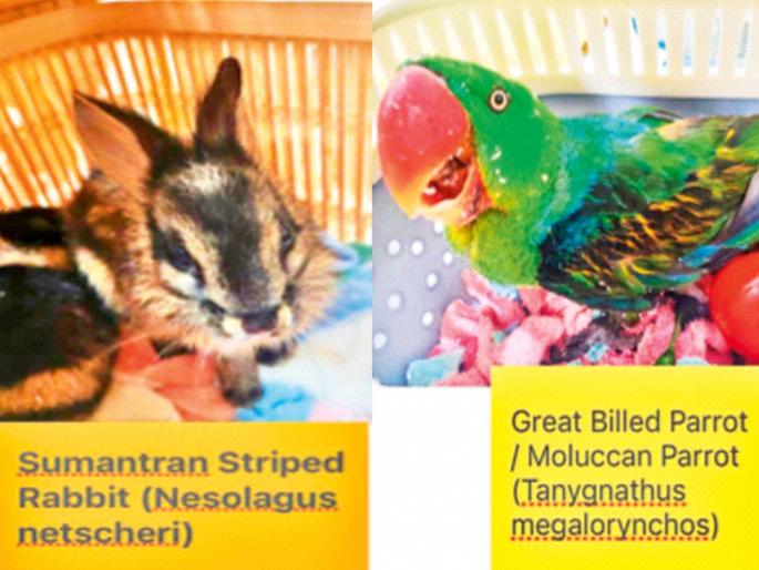 Inspection upon arrival at the airport; Animals and birds found in the bag | विमानतळावर येताच तपासणी; बॅगेत सापडले प्राणी-पक्षी Inspection upon arrival at the airport; Animals and birds found in the bag | विमानतळावर येताच तपासणी; बॅगेत सापडले प्राणी-पक्षी