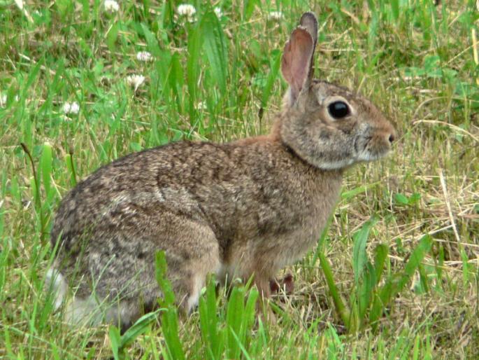 The Forest Department caught 23 victims of 28 rabbits | २८ सशांची शिकार करणाºया २३ जणांना वनविभागाने पकडले The Forest Department caught 23 victims of 28 rabbits | २८ सशांची शिकार करणाºया २३ जणांना वनविभागाने पकडले