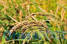 Akola district allocates 8 crores loan; free rabi crop loan allocation! | अकोला  जिल्ह्यात केवळ आठ कोटींचे कर्ज वाटप; कर्जमाफीत रब्बी पीक कर्ज वाटपाकडे कानाडोळा!