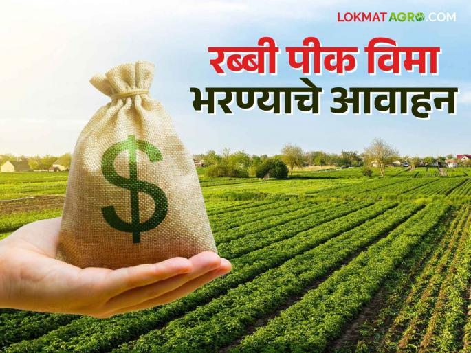 Rabbi Crop Insurance: Crop insurance can be paid till December 15 for wheat, onion, gram crops | Rabbi Crop Insurance : गहू, कांदा, हरभरा पिकासाठी १५ डिसेंबरपर्यंत भरता येणार पीकविमा Rabbi Crop Insurance: Crop insurance can be paid till December 15 for wheat, onion, gram crops | Rabbi Crop Insurance : गहू, कांदा, हरभरा पिकासाठी १५ डिसेंबरपर्यंत भरता येणार पीकविमा
