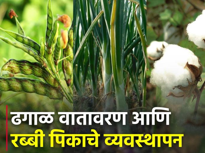 Effect of cloudy weather on onion, tur pigeon pea and cotton | ढगाळ वातावरणाचा कांदा, तूर आणि कपाशीवर होणारा परिणाम