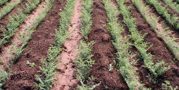 Farmers struggle to save rabi crops in Buldhana | रब्बीतील पिके वाचविण्यासाठी जिल्ह्यातील शेतकऱ्यांची धडपड