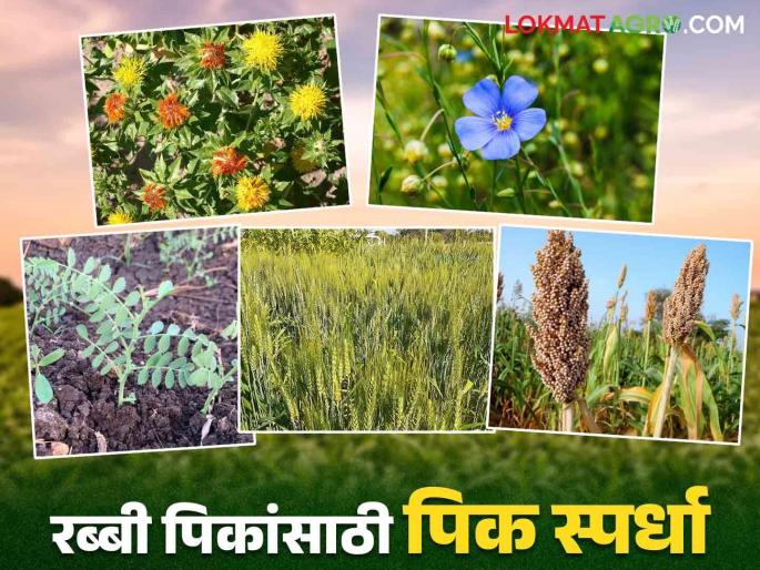 Pik Spardha 2024 : Grow More in Rabi Pik & Win Attractive Prizes How To Participate Read More | Pik Spardha 2024 : रब्बी पिकात अधिक उत्पादन घ्या आणि जिंका आकर्षक बक्षिसे.. स्पर्धेत कसे व्हाल सहभागी वाचा सविस्तर Pik Spardha 2024 : Grow More in Rabi Pik & Win Attractive Prizes How To Participate Read More | Pik Spardha 2024 : रब्बी पिकात अधिक उत्पादन घ्या आणि जिंका आकर्षक बक्षिसे.. स्पर्धेत कसे व्हाल सहभागी वाचा सविस्तर