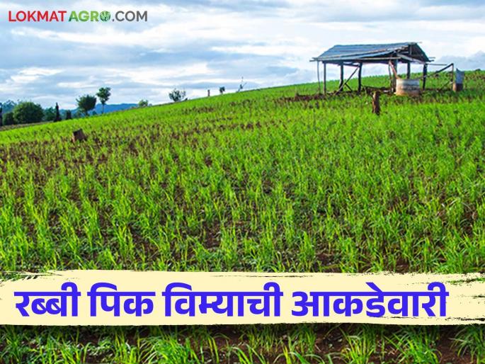 Rabi Pik Vima 2024 : Area insurance covers 29 lakh hectares in the state; 41 lakh applications received for insurance | Rabi Pik Vima 2024 : राज्यात तब्बल २९ लाख हेक्टरवरील क्षेत्र विमा संरक्षित; विम्यासाठी आले ४१ लाख अर्ज Rabi Pik Vima 2024 : Area insurance covers 29 lakh hectares in the state; 41 lakh applications received for insurance | Rabi Pik Vima 2024 : राज्यात तब्बल २९ लाख हेक्टरवरील क्षेत्र विमा संरक्षित; विम्यासाठी आले ४१ लाख अर्ज