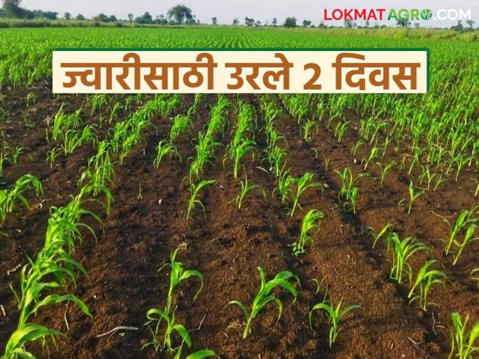 Rabi Pik Vima: The deadline for paying the premium for wheat, gram and onion crop insurance scheme is December 15 | Rabi Pik Vima : गहू, हरभरा व कांदा पीक विमा योजनेचा हप्ता भरण्यासाठी अंतिम मुदत १५ डिसेंबर